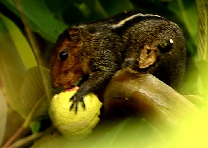 Jungle Striped Squirrel Eating a Guava